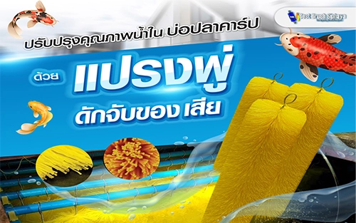 ปรับปรุงคุณภาพน้ำในบ่อปลาคาร์ปด้วยแปรงพู่ดักจับของเสีย